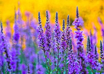 XGP新增游戏阵容公开 《原子之心》《卧龙》等