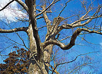 《吸血鬼：避世血族2》再次延期 官方强调开发顺利